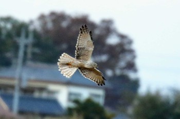 チュウヒ 渡良瀬遊水地 2018年11月17日(土)