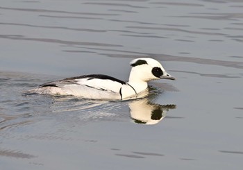 ミコアイサ 山中湖 2024年2月3日(土)