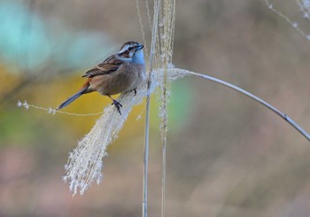 Sat, 2/3/2024 Birding report at Yamanakako Lake