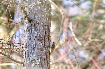 キバシリ 焼山峠 2024年2月3日(土)