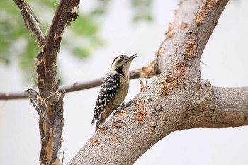 ムナホシアカゲラ Alam Angke Kapuk Nature Park (Indonesia) 2018年10月19日(金)