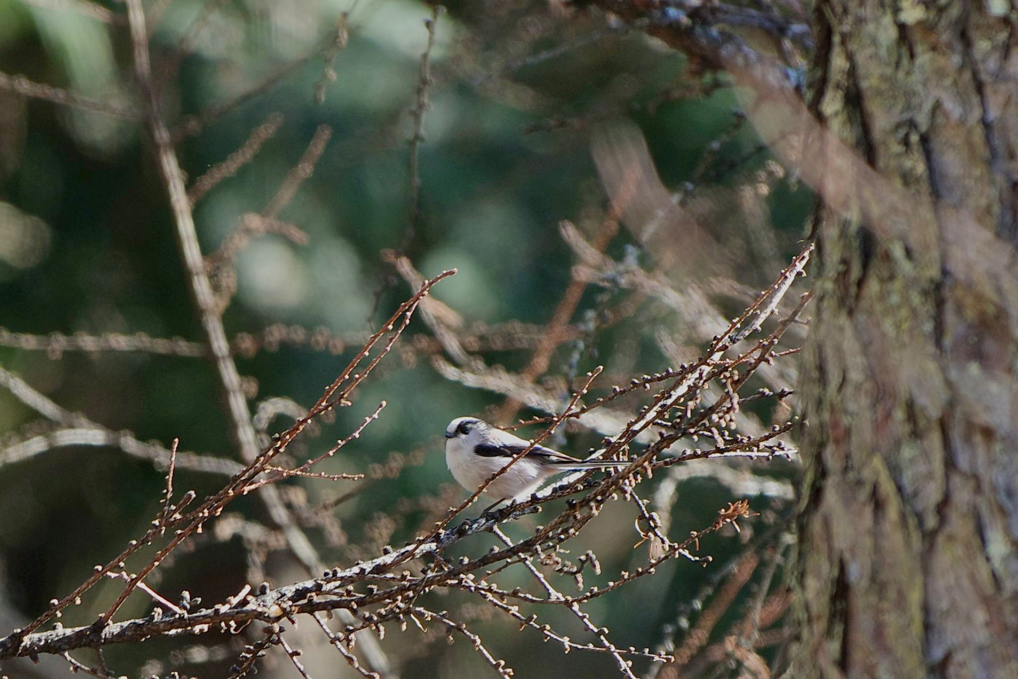 Photo of Long-tailed Tit at 焼山峠 by 關本 英樹