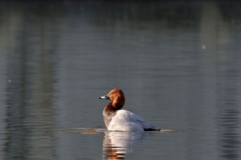 2024年2月3日(土) ちどり湖の野鳥観察記録