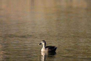 カルガモ ちどり湖 2024年2月3日(土)