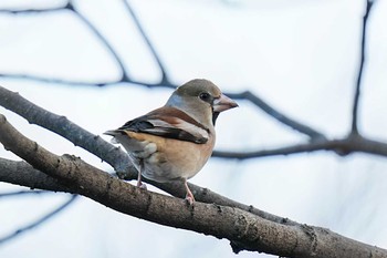 シメ 柳川瀬公園(愛知県 豊田市) 2024年2月2日(金)