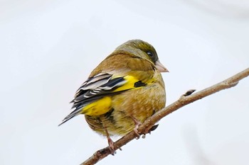 オオカワラヒワ 柳川瀬公園(愛知県 豊田市) 2024年2月2日(金)