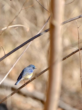 Red-flanked Bluetail 焼山峠 Sat, 2/3/2024