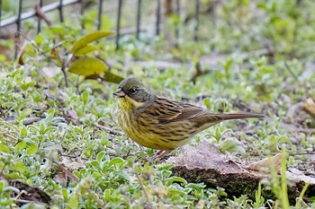 アオジ 柳川瀬公園(愛知県 豊田市) 2024年2月2日(金)