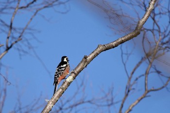 2024年2月3日(土) 焼山峠の野鳥観察記録