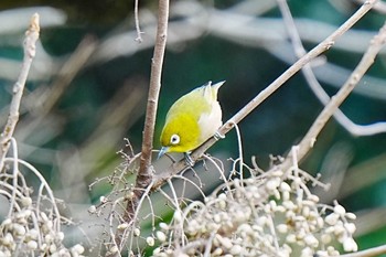 メジロ おかざき自然体験の森 2024年2月2日(金)