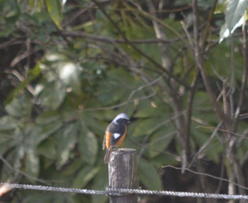 Daurian Redstart 犬山市 Sat, 2/3/2024