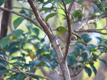 Warbling White-eye Kitamoto Nature Observation Park Fri, 12/29/2023