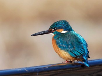 2024年2月3日(土) 手賀沼の野鳥観察記録