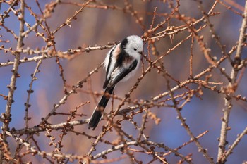 Long-tailed tit(japonicus) 北海道 函館市 東山 Sat, 2/3/2024