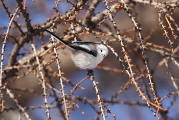 Long-tailed tit(japonicus) 北海道 函館市 東山 Sat, 2/3/2024