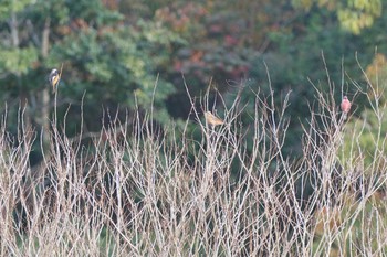 ベニマシコ 兵庫県西宮市 2018年11月17日(土)