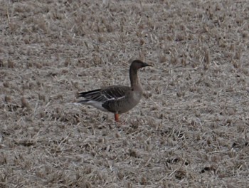 Tundra Bean Goose 大崎市 Sat, 2/4/2023