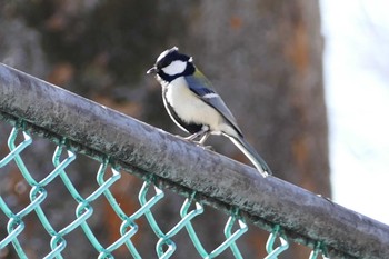 Japanese Tit 東京都 Sat, 2/3/2024