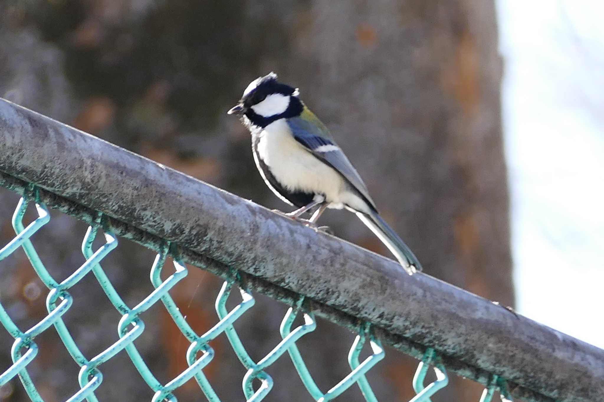 Photo of Japanese Tit at 東京都 by アカウント5509