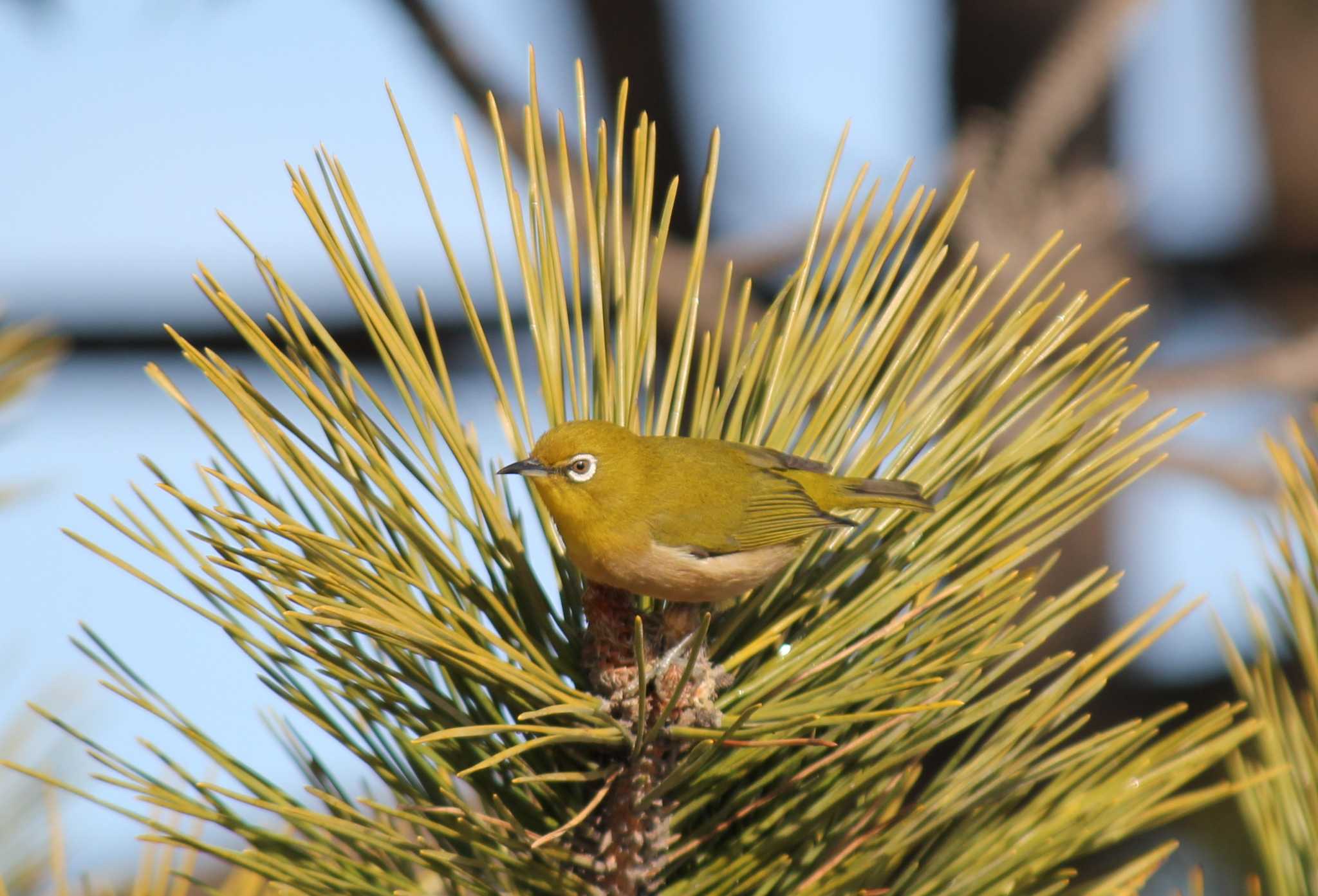 Photo of Warbling White-eye at Sambanze Tideland by もねこま