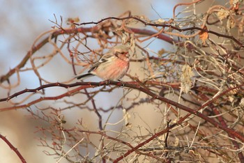 Siberian Long-tailed Rosefinch 北海道　函館市　函館空港 Sat, 2/3/2024