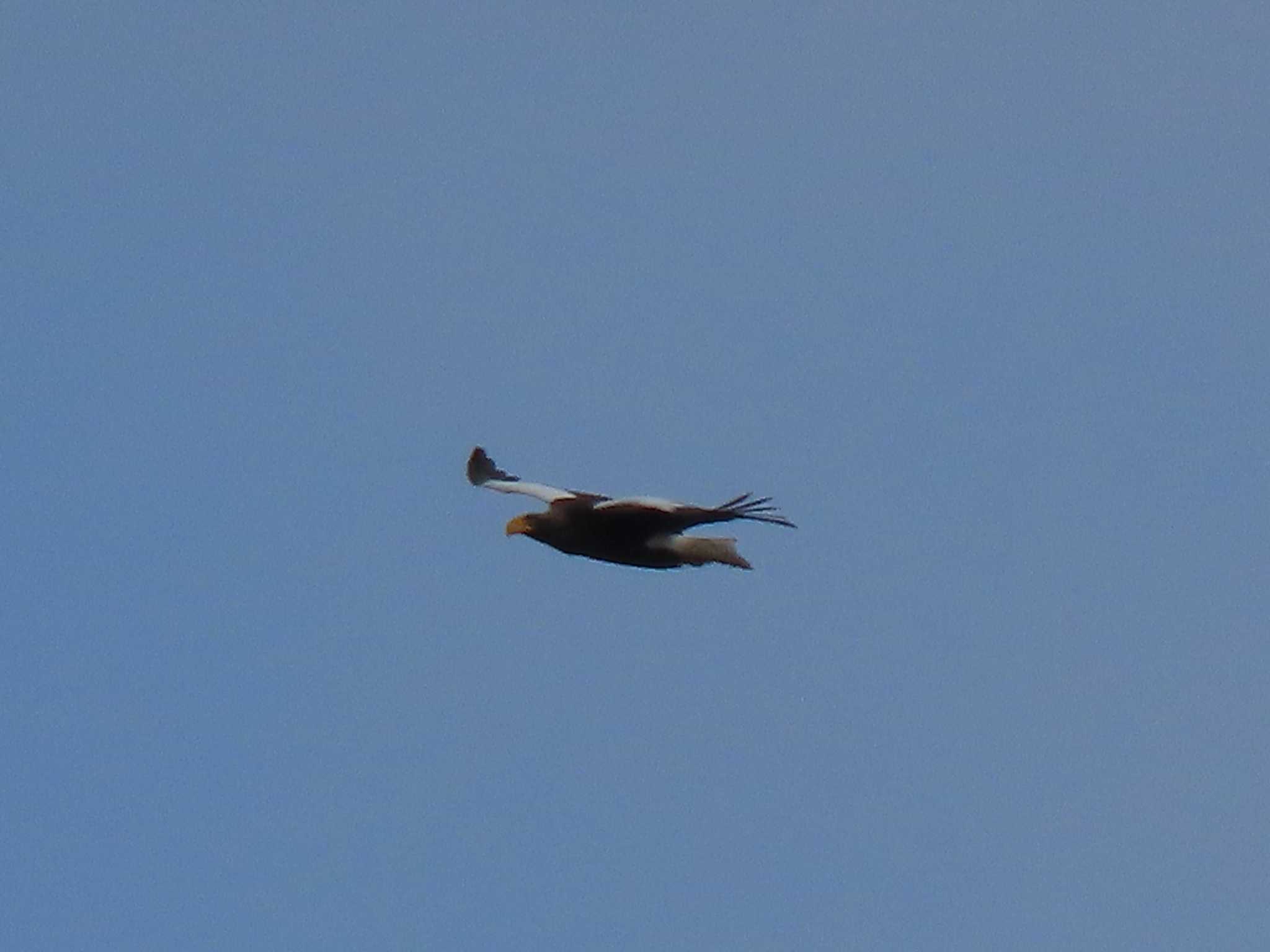 Steller's Sea Eagle