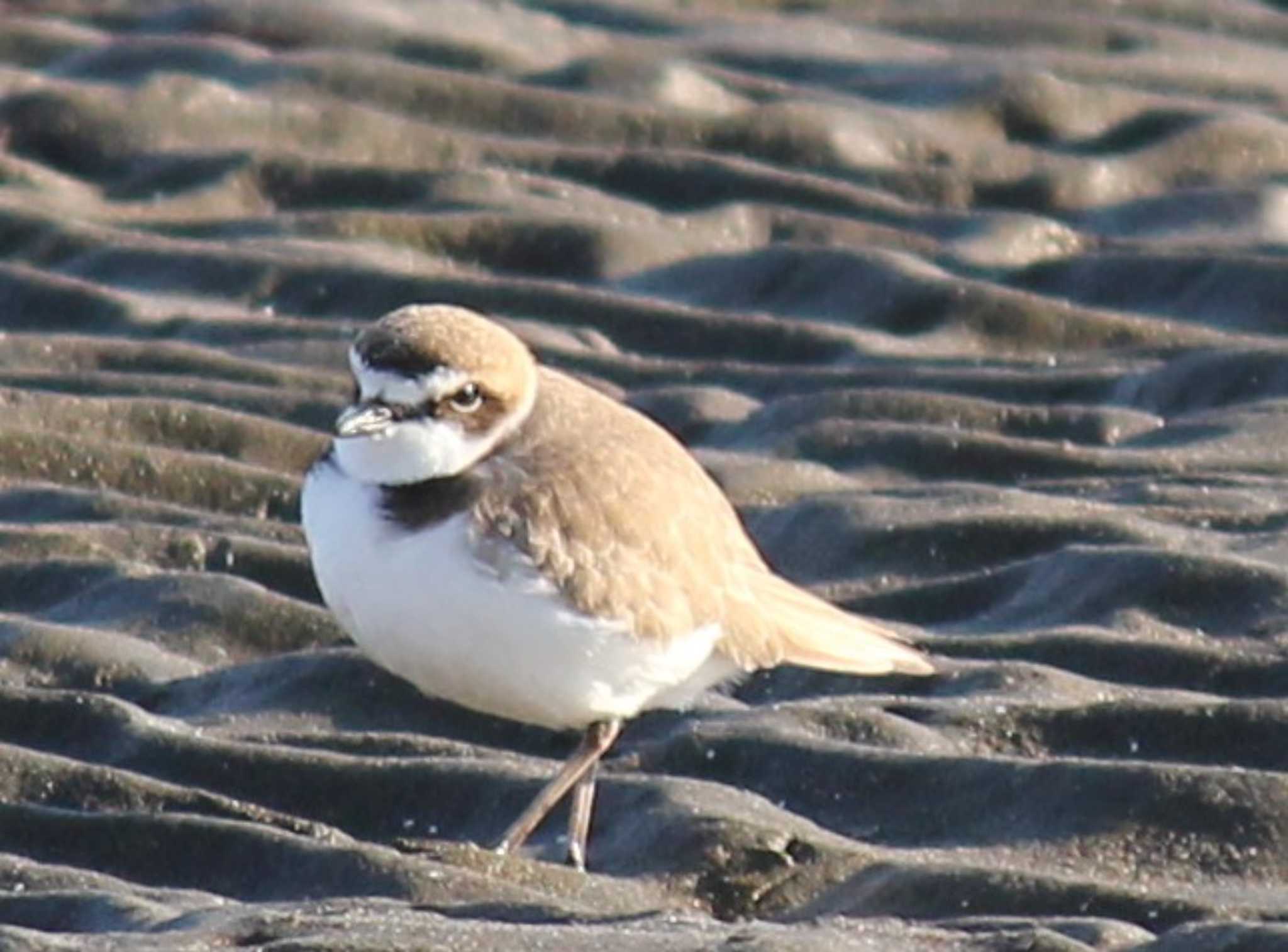 Photo of Kentish Plover at Sambanze Tideland by もねこま