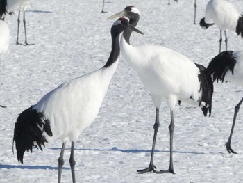 Red-crowned Crane 鶴居村 Sat, 2/3/2024