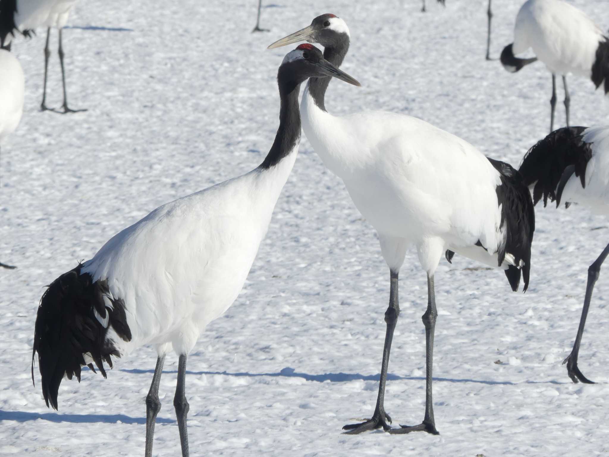 Red-crowned Crane