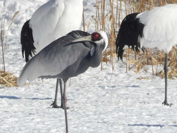 White-naped Crane 鶴居村 Sat, 2/3/2024