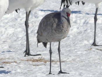 Sandhill Crane 鶴居村 Sat, 2/3/2024