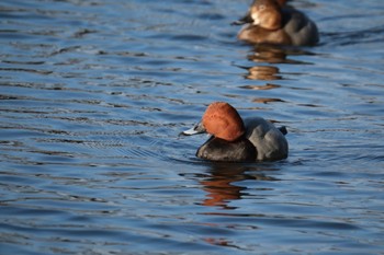 Common Pochard 門池公園(沼津市) Sat, 2/3/2024