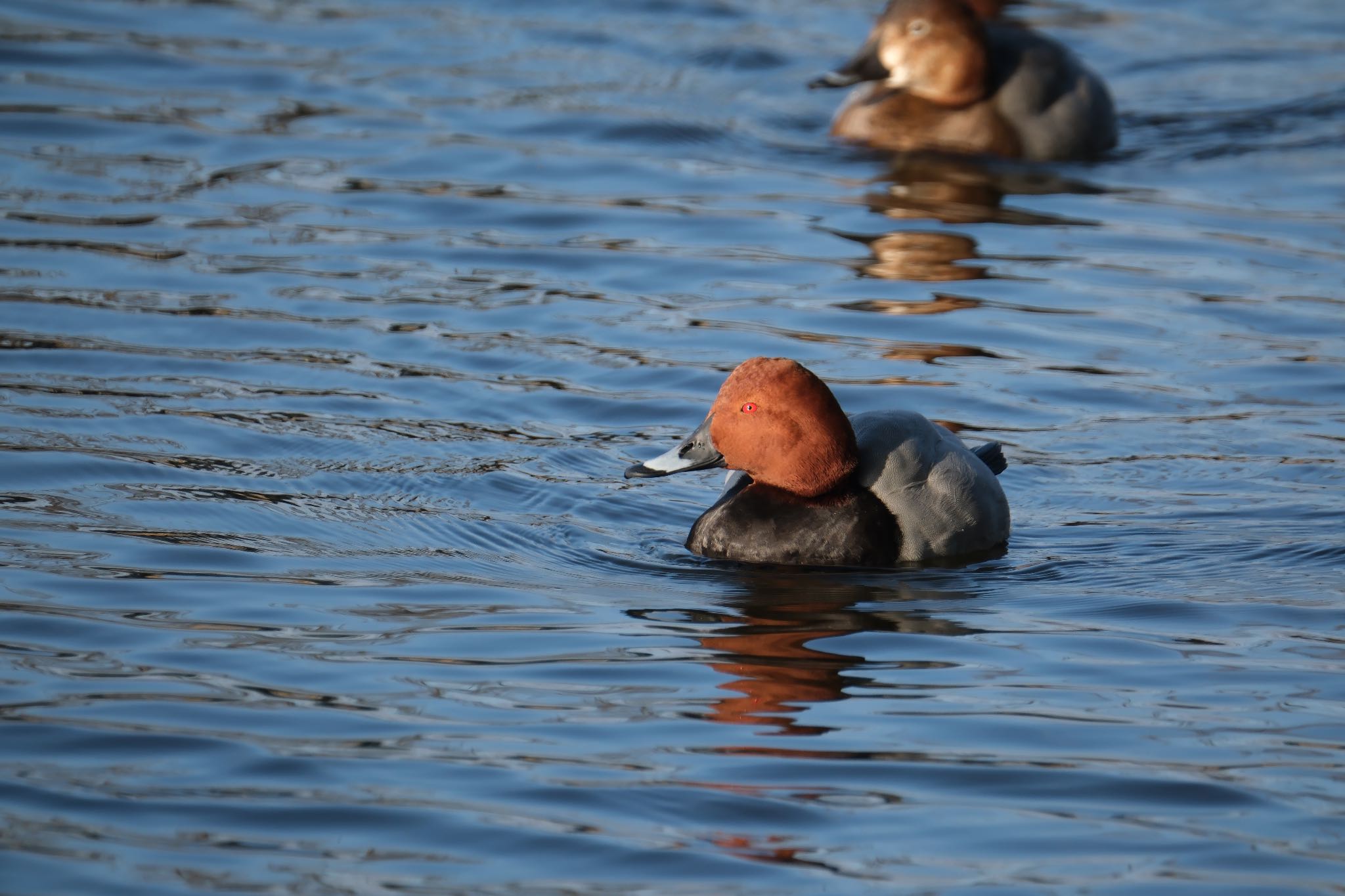 Common Pochard