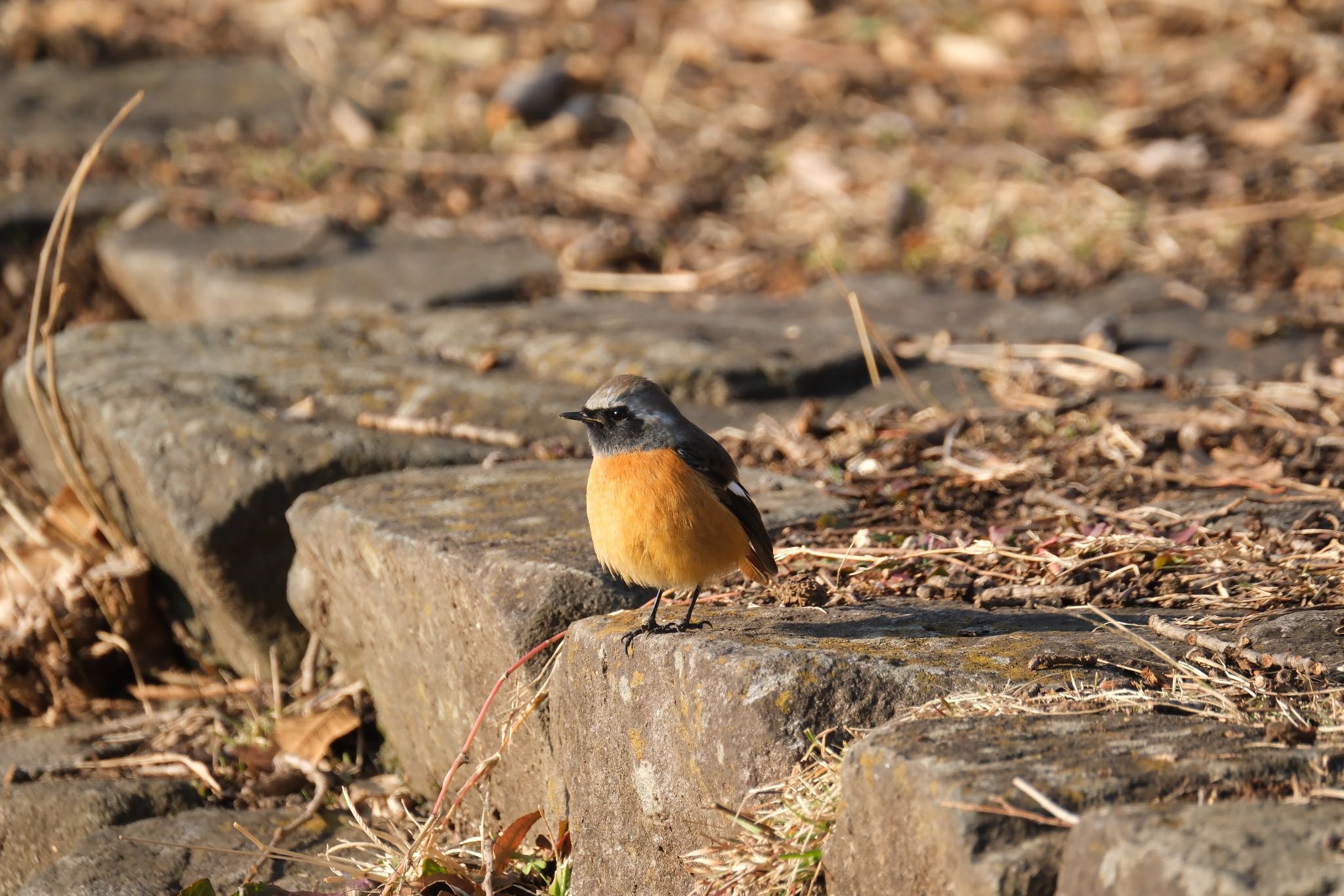 Photo of Daurian Redstart at 門池公園(沼津市) by ポン介