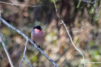 Eurasian Bullfinch 和泉葛城山 Sat, 2/3/2024