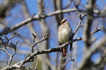 Japanese Waxwing 和泉葛城山 Sat, 2/3/2024