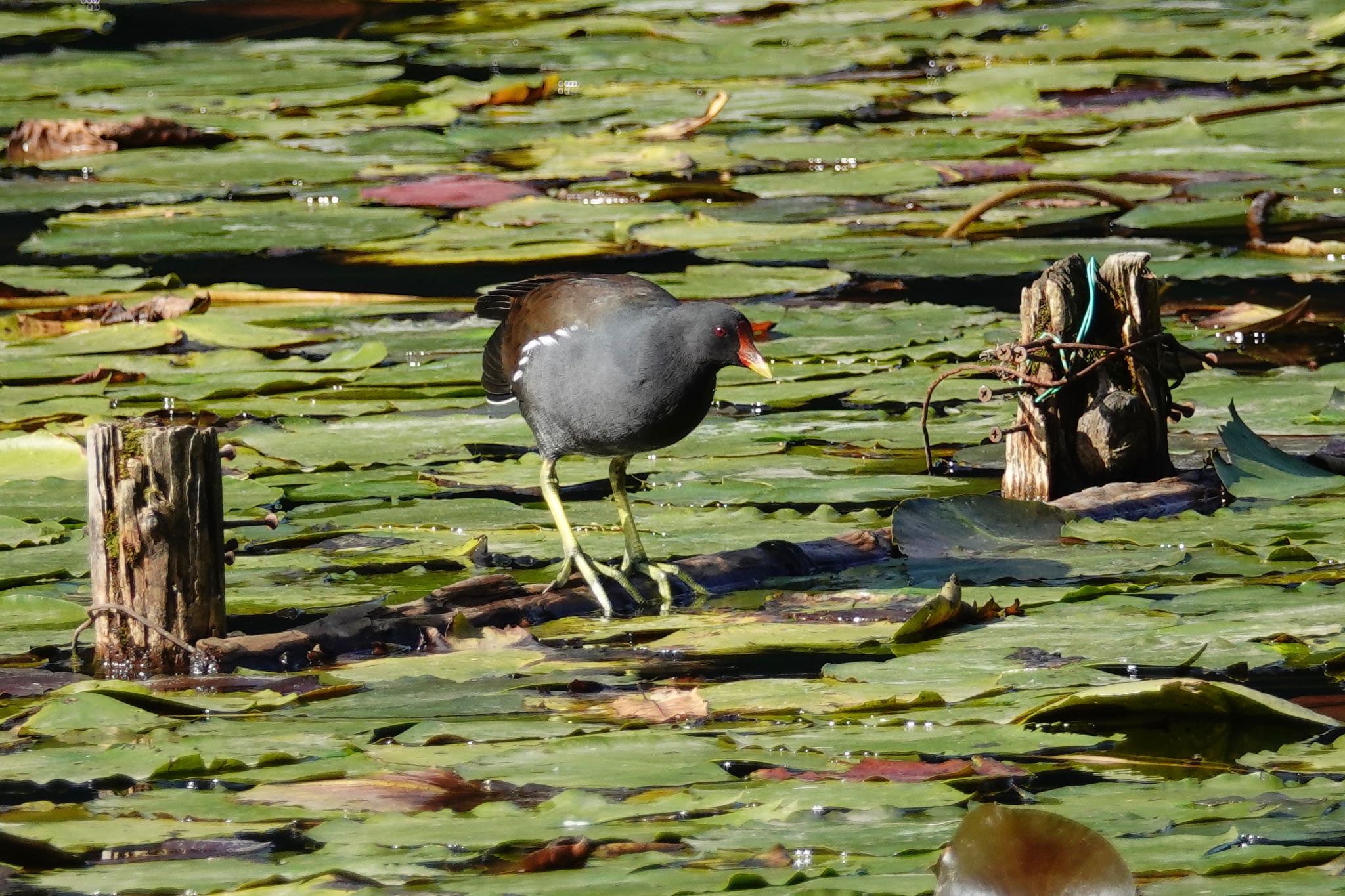 Common Moorhen