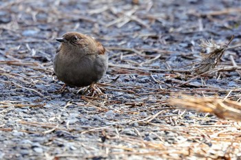 Japanese Accentor 和泉葛城山 Sat, 2/3/2024