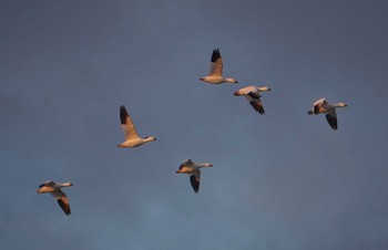 Snow Goose Izunuma Sun, 2/5/2023