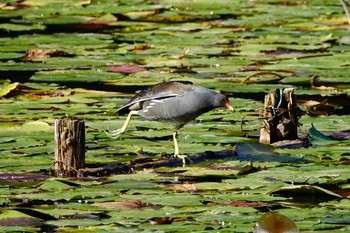 2018年11月17日(土) 千葉市昭和の森公園の野鳥観察記録