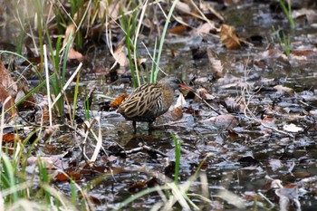 2023年12月24日(日) 井頭公園の野鳥観察記録