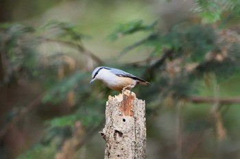 ゴジュウカラ 井頭公園 2023年12月24日(日)