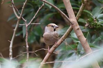 シメ 井頭公園 2023年12月24日(日)