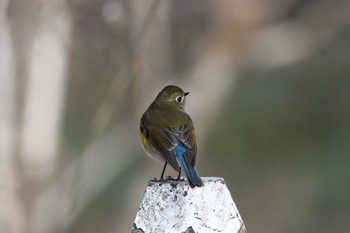 ルリビタキ 井頭公園 2023年12月24日(日)