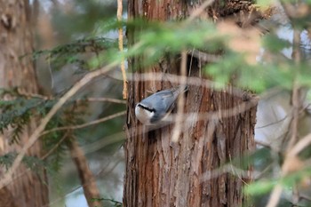 ゴジュウカラ 井頭公園 2023年12月24日(日)