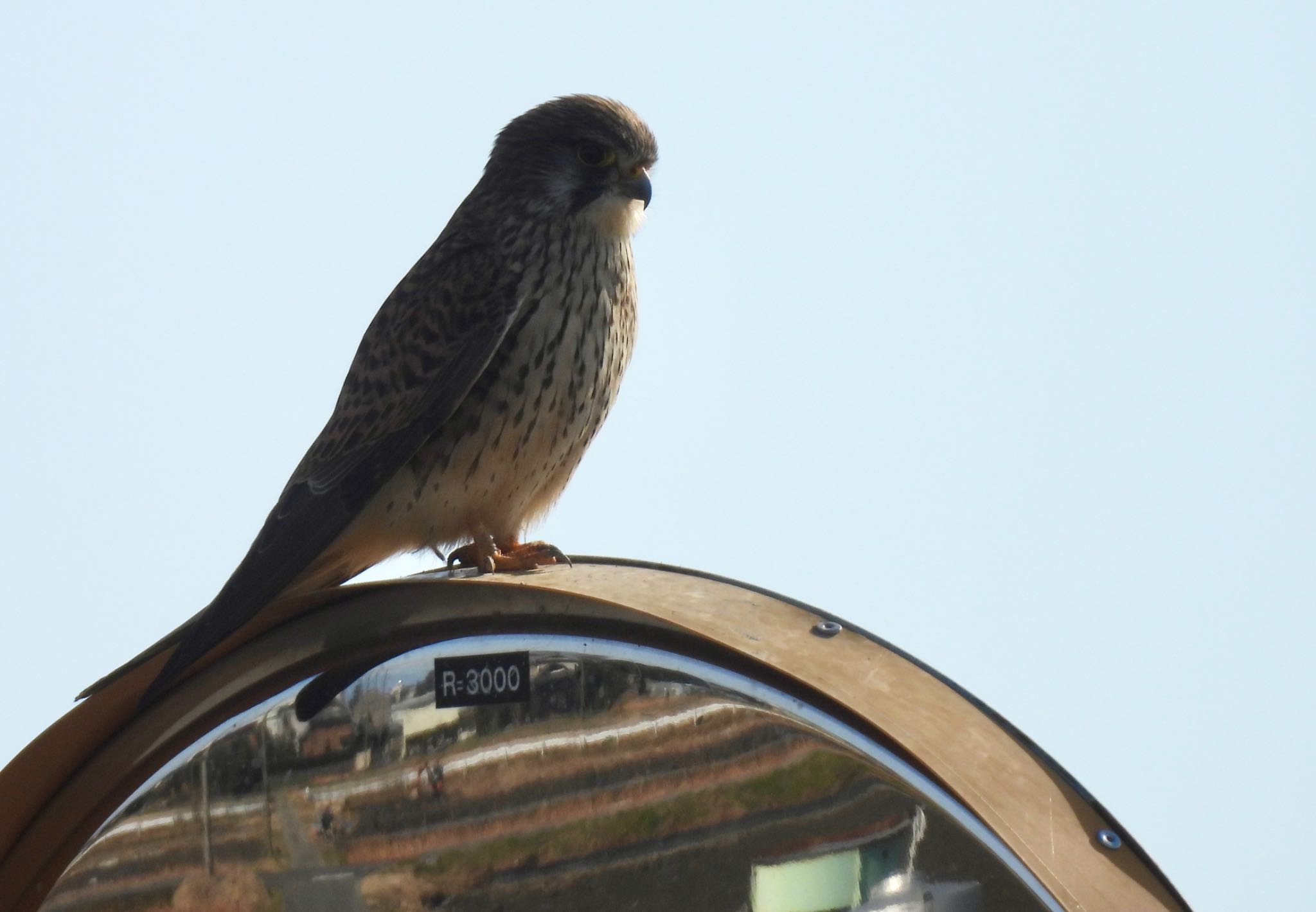 愛知県愛西市立田町 チョウゲンボウの写真 by ちか