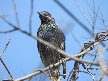 Common Starling 愛知県愛西市立田町 Fri, 2/2/2024