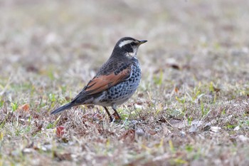 ツグミ 長浜公園 2024年2月2日(金)