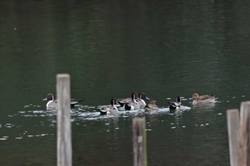 Fri, 2/2/2024 Birding report at Nagahama Park