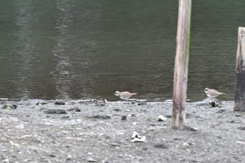 Long-billed Plover Nagahama Park Fri, 2/2/2024